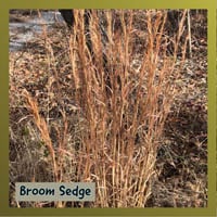 Broom Sedge